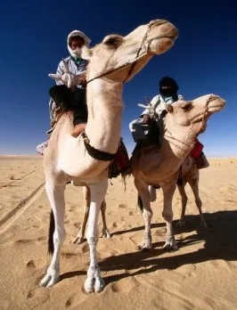 Camels in a desert - Therapeutic Kneads